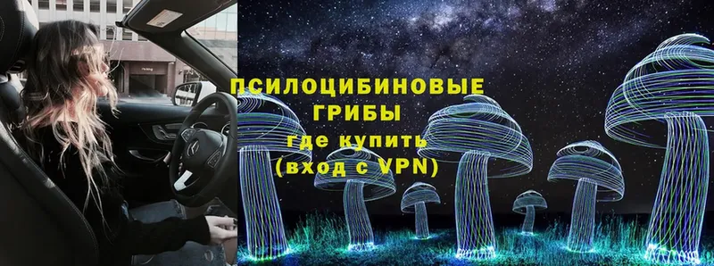 Псилоцибиновые грибы Psilocybe  Кондопога 